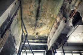 Best Forensic Mold Investigation  in USA